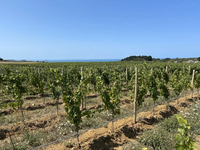 Vignes à Erquy illustrant l’analyse du potentiel œnologique d’un territoire viticole.