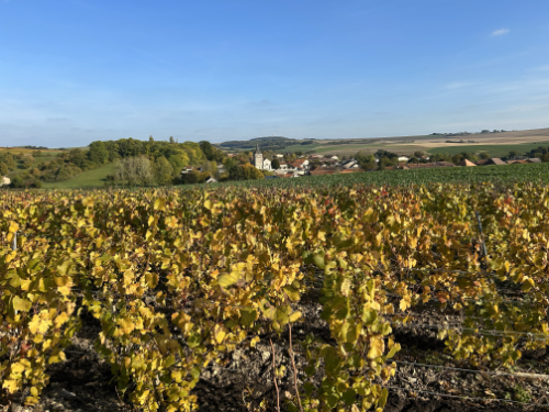 Vignoble de Champagne dans l’Aube illustrant l’analyse du potentiel œnologique d’un territoire.