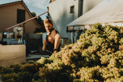 Vigneron chargeant du raisin lors des vendanges, illustrant la stratégie de gamme viticole.
